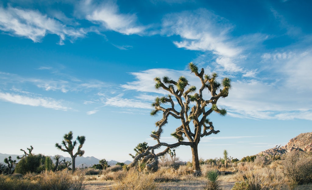 砂漠の植物や生き物が生息できる秘密の鍵は「トレハロース」